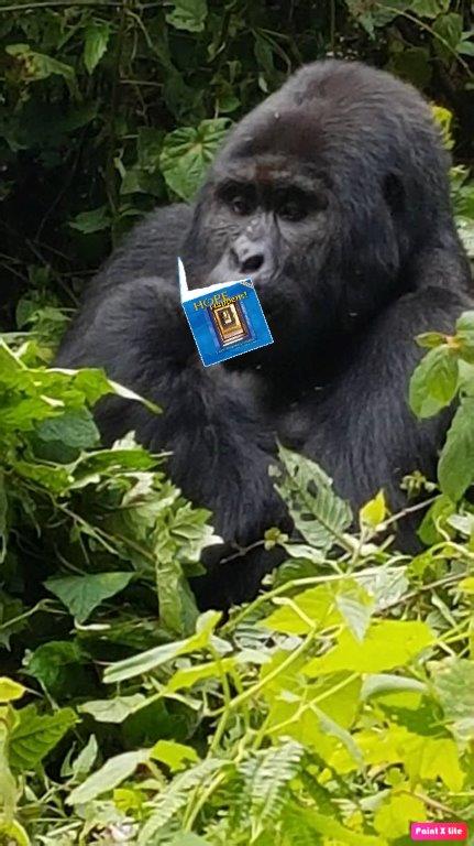 gorilla Hope Happenslo res