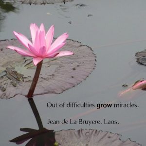 Page 25 -lotus grow miracles